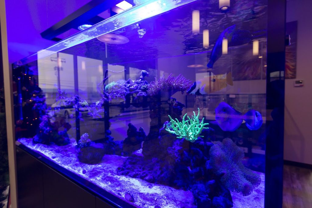 Our Fish Tank