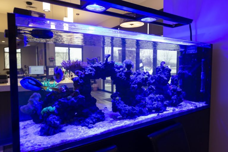 Our Fish Tank