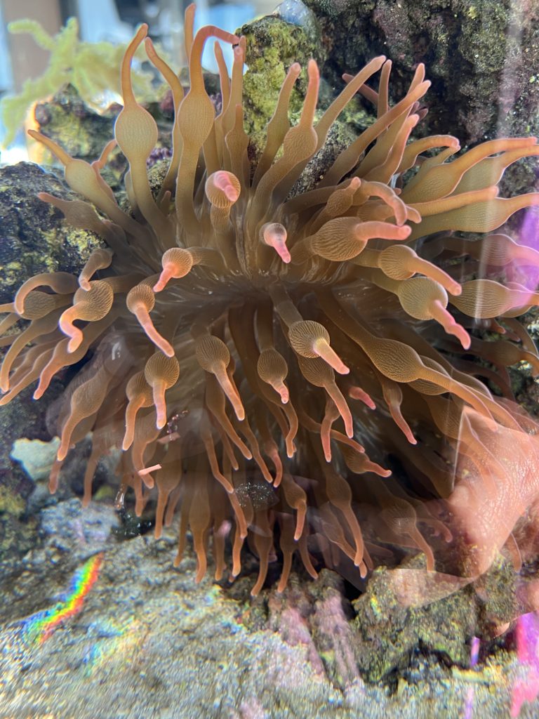 Squishey - Our Anemone