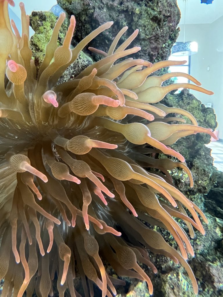 Squishey - Our Anemone