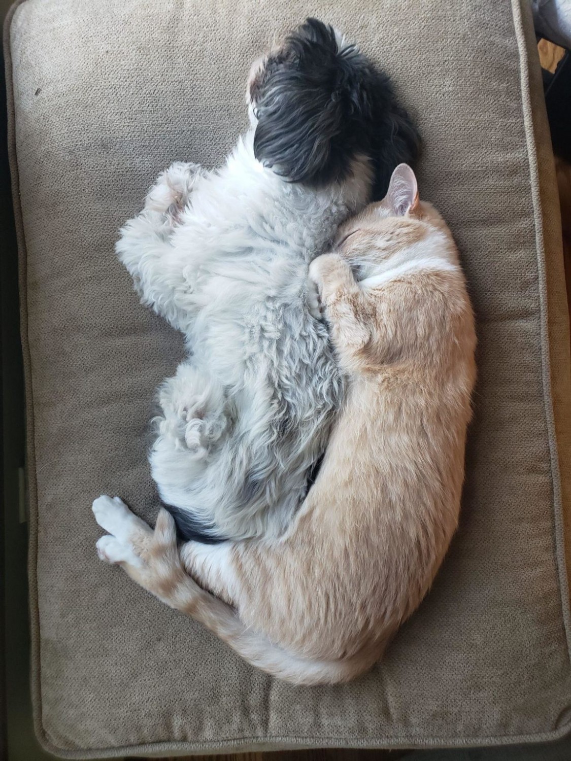 Pets Sleeping Pets Sleeping