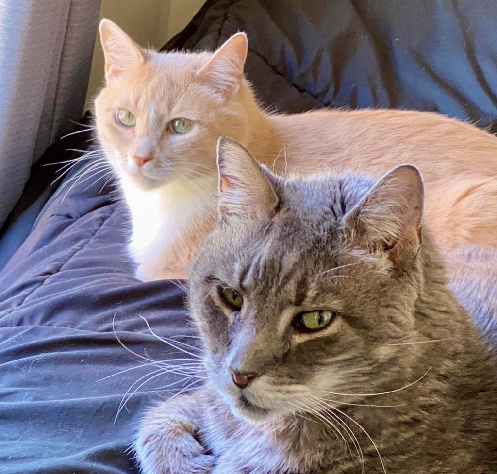 Two cats