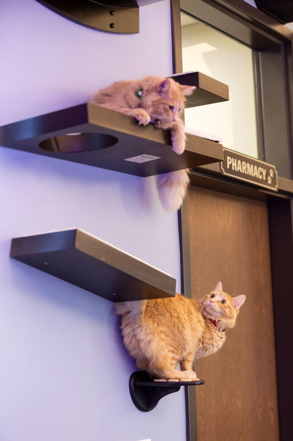 Cats on Cat Wall