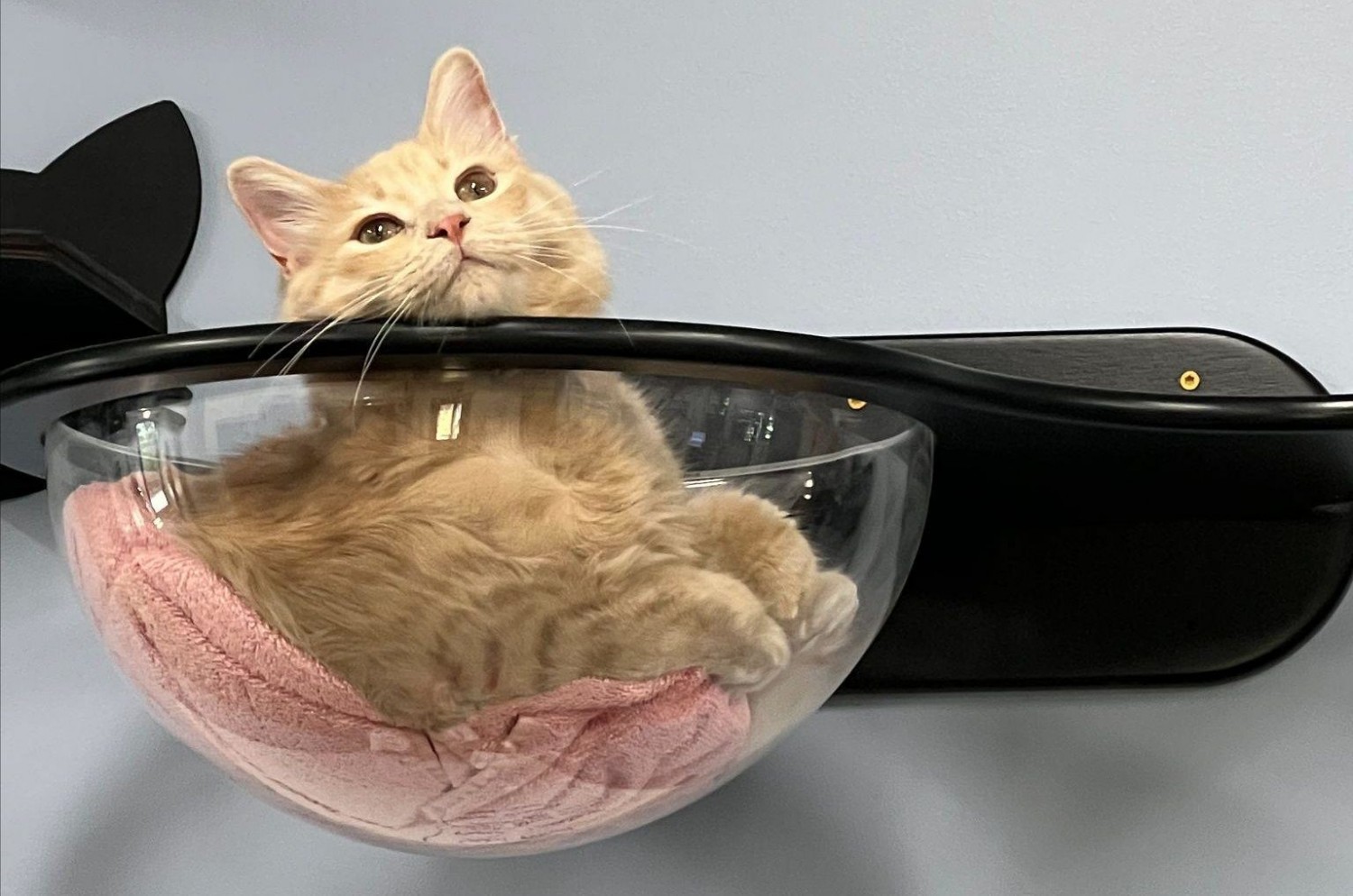 Cat Hanging Out