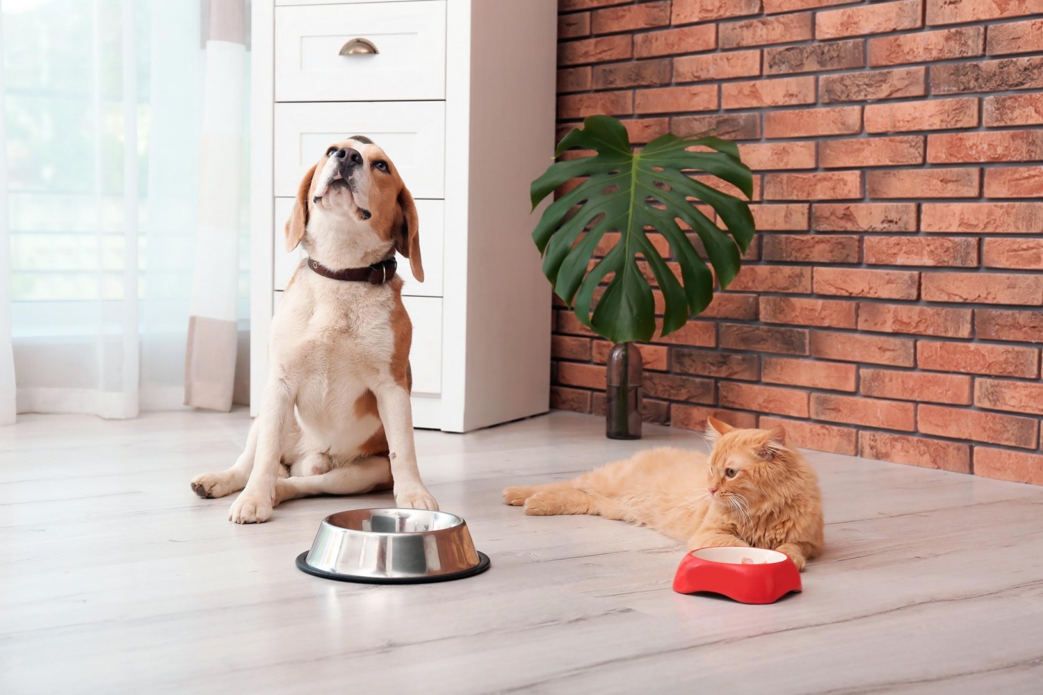 Cat and Dog with Food Bowls